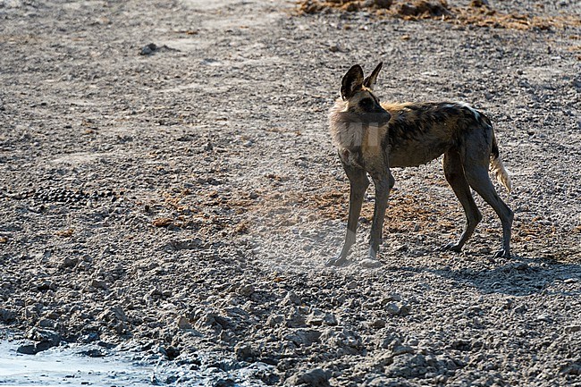 Portrait of an endangered African wild dog or painted wolf, Lycaon pictus. Savute Marsh, Chobe National Park, Botswana. stock-image by Agami/Sergio Pitamitz,