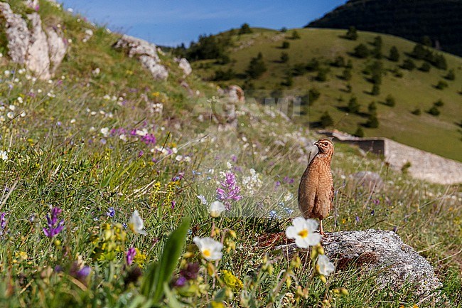 Common Quail (Coturnix coturnix), adult male on a mountain slope, Abruzzo, Italy stock-image by Agami/Saverio Gatto,