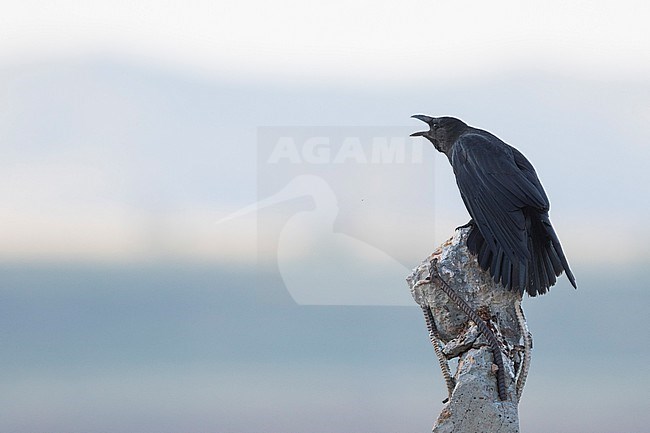 Eastern Carrion Crow, Corvus corone orientalis, Russia (Baikal), adult. stock-image by Agami/Ralph Martin,
