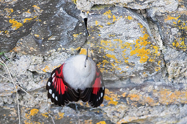 Wallcreeper - Mauerläufer - Tichodroma muraria, Germany, winter plumage stock-image by Agami/Ralph Martin,