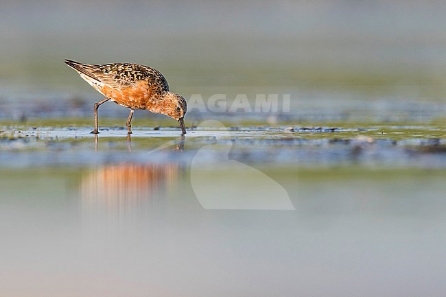 Curlew Sandpiper - Sichelstrandläufer - Calidris ferruginea, Germany, adult breeding plumage stock-image by Agami/Ralph Martin,