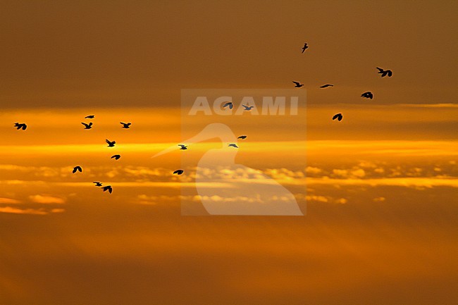 Kievit, Northern Lapwing, Vanellus vanellus stock-image by Agami/Menno van Duijn,