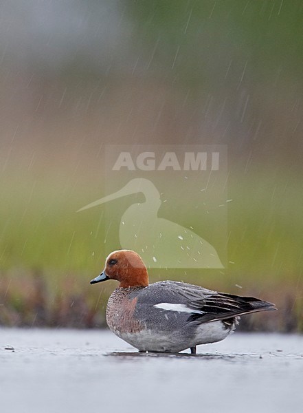 Smient mannetje in regen; Eurasian Wigeon male in rain stock-image by Agami/Markus Varesvuo,