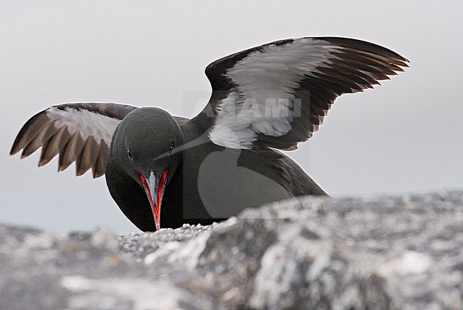 Black Guillemot (Cepphus grylle) during summer in the Shetland islands in United Kingdom. stock-image by Agami/Markus Varesvuo,