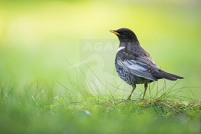 Adult male Ring Ouzel (Turdus torquatus alpestris) in Baden-Württemberg, Germany. stock-image by Agami/Ralph Martin,
