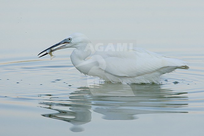 Foeragerende Kleine Zilverreiger; Foraging Little Egret stock-image by Agami/Daniele Occhiato,