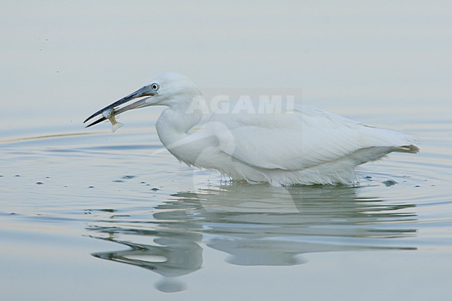 Foeragerende Kleine Zilverreiger; Foraging Little Egret stock-image by Agami/Daniele Occhiato,