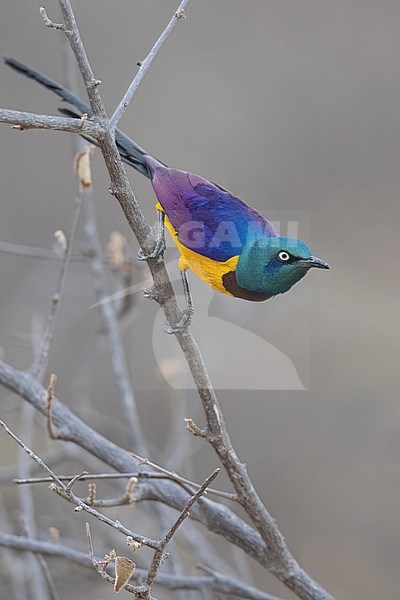 Golden-breasted Starling (Lamprotornis regius) in Tanzania. stock-image by Agami/Dubi Shapiro,