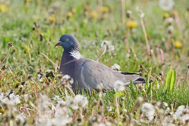 Houtduif in bloemenveldje, Common Wood Pigeon in flowerfield stock-image by Agami/Wil Leurs,