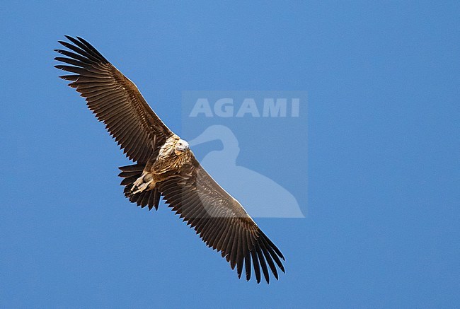 Lappet-faced Vulture (Torgos tracheliotos) wintering in Oman. stock-image by Agami/Sylvain Reyt,