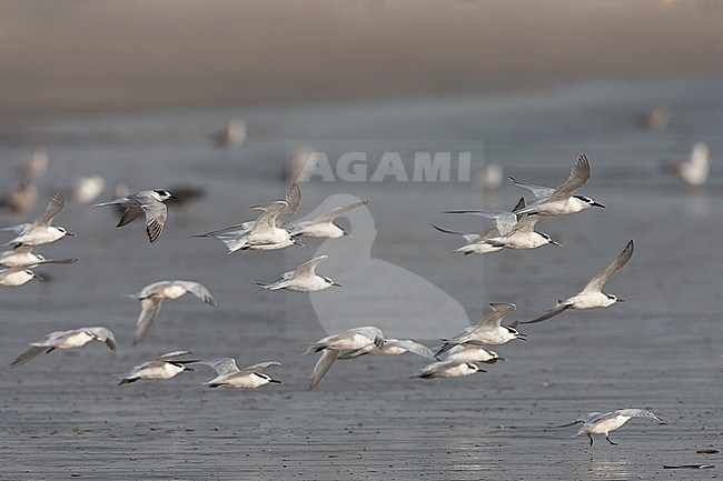 Sandwich Tern (Thalasseus sandvicensis) along the North sea coast during autumn migration in the Netherlands. Flock of terns flying over the beach. stock-image by Agami/Marc Guyt,