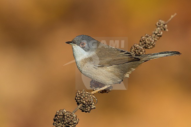 Female (type) Sardinian Warbler, Sylvia melanocephala, in Italy. Perched on a twig. stock-image by Agami/Daniele Occhiato,
