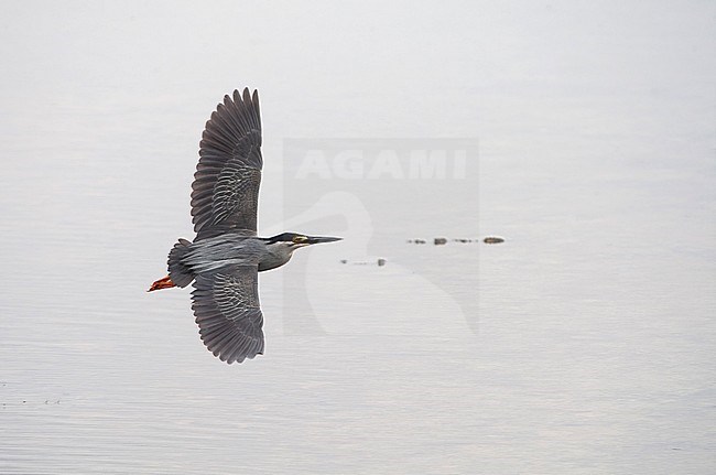 Little Heron, Butorides atricapilla, in flight at Khok Khami, Thailand stock-image by Agami/Helge Sorensen,