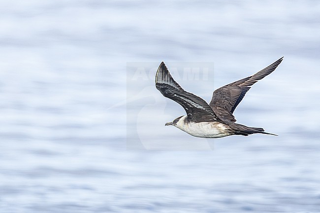  stock-image by Agami/Menno van Duijn,