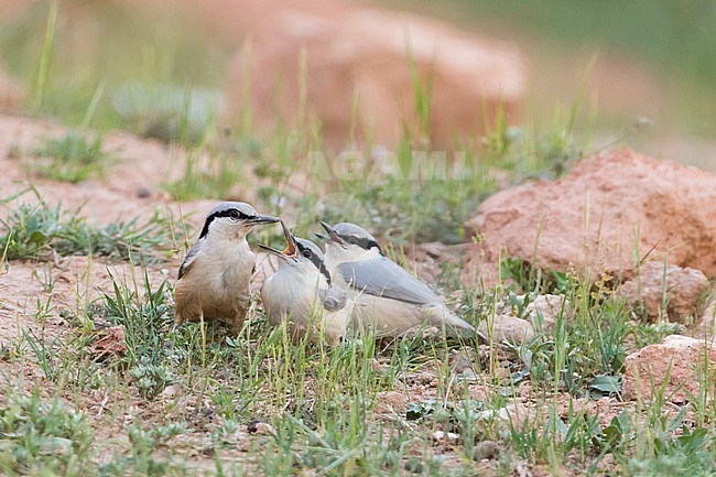 Eastern Rock Nuthatch (Sitta tephronata tephronata) in Tajikistan. Adult and two begging juveniles standing on the ground. stock-image by Agami/Ralph Martin,
