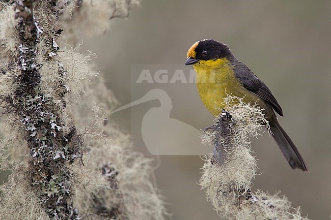 Pale-naped Brushfinch (Atlapetes pallidinucha pallidinucha) at Sumapaz National Park, Colombia. stock-image by Agami/Tom Friedel,