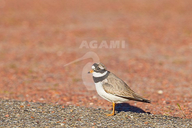 Bontbekplevier, Common Ringed Plover, Charadrius  adult breeding on peble parking lot stock-image by Agami/Menno van Duijn,