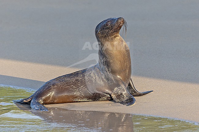 Galápagos sea lion (Zalophus wollebaeki) on the Galapagos Islands, part of the Republic of Ecuador. Resting on the beach. stock-image by Agami/Pete Morris,