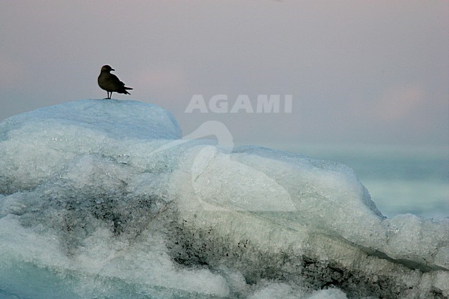 Kleine Jager in ijzig landschap; Parasitic Jaeger in icy landscape stock-image by Agami/Menno van Duijn,