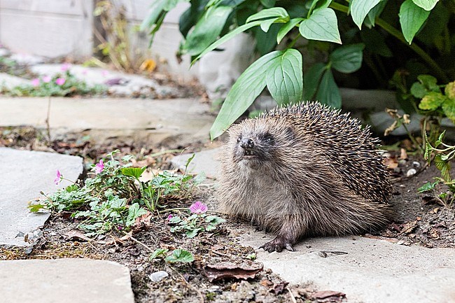 European Hedgehog (Erinaceus europaeus) adult sitting in garden in summer stock-image by Agami/Caroline Piek,