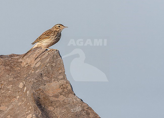 Berthelot's Pipit, Anthus berthelotii madeirensis, on Madeira. stock-image by Agami/Marc Guyt,