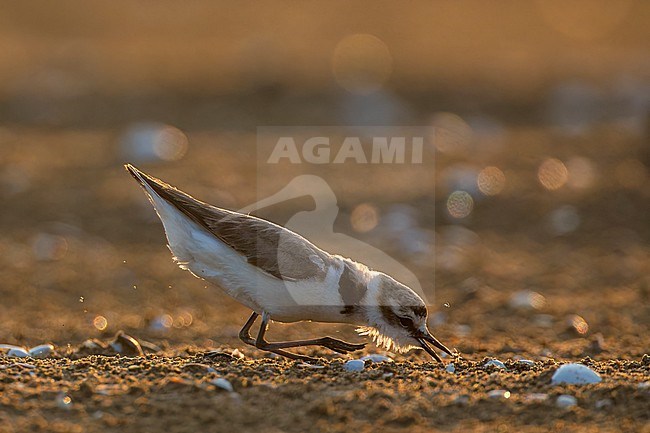 Backlight of an adult Kentish Plover feeding on a beach in the mediterranean coast of Spain. stock-image by Agami/Rafael Armada,