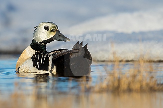 Preening male Steller’s Eider (Polysticta stelleri) swimming on an arctic tundra pond near Barrow in northern Alaska, United States. stock-image by Agami/Dubi Shapiro,