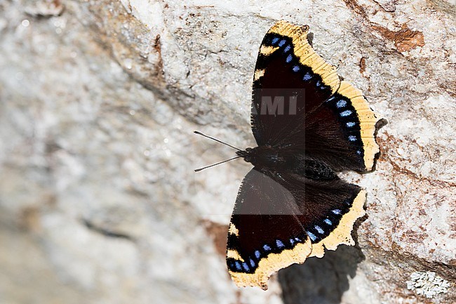 Morning Cloak (Nymphalis antiopa) sitting in the sun on a bark in a woodland in France. stock-image by Agami/Ralph Martin,