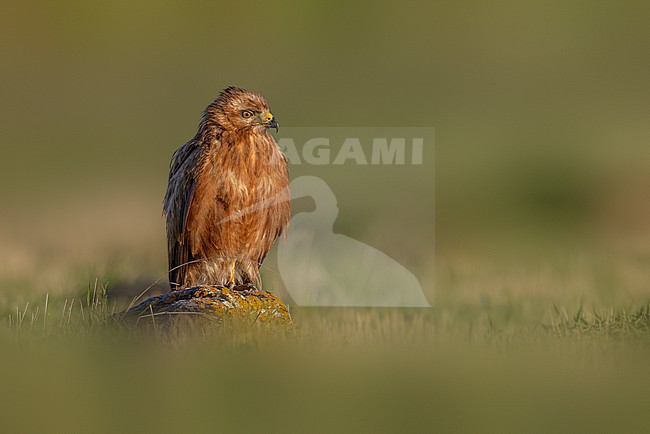 Caucasian Common Buzzard, Buteo buteo menetriesi, in Georgia. stock-image by Agami/Daniele Occhiato,