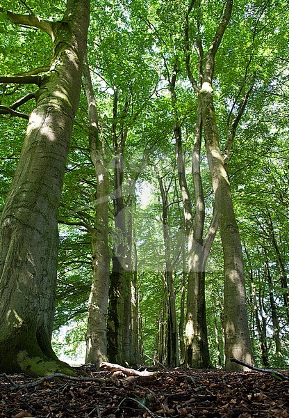 Beuk, Springendal, Twente; European Beech, Springendal, Twente, Netherlands stock-image by Agami/Marc Guyt,