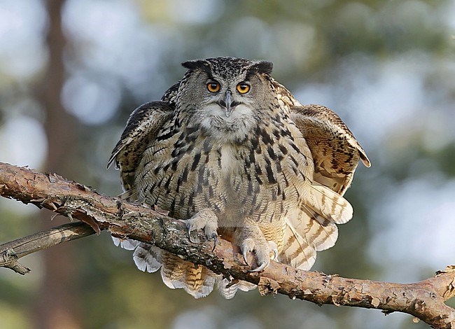 Oehoe; Eagle Owl; Bubo bubo stock-image by Agami/Dick Forsman,