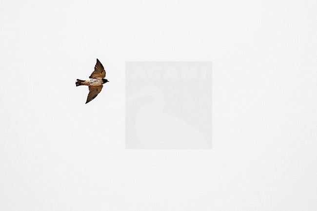 South African Cliff Swallow, Petrochelidon spilodera, in Gabon. stock-image by Agami/Pete Morris,