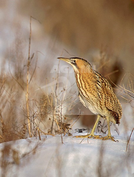 Great Bittern; Roerdomp stock-image by Agami/Markus Varesvuo,