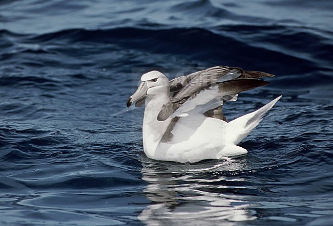 Shy Albatross swimming in sea; Witkapalbatros zwemmend in zee stock-image by Agami/Roy de Haas,