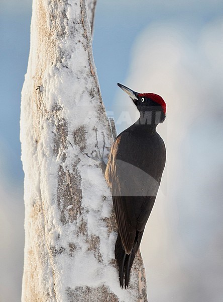 Black Woodpecker male (Dryocopus martius) Kuusamo Finland february 2018. stock-image by Agami/Markus Varesvuo,