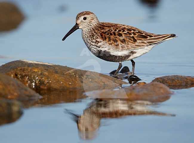 VolwassenBonte Strandloper in zomerkleed aan de kust; Adult Dunlin in breeding plumage on the coast stock-image by Agami/Markus Varesvuo,