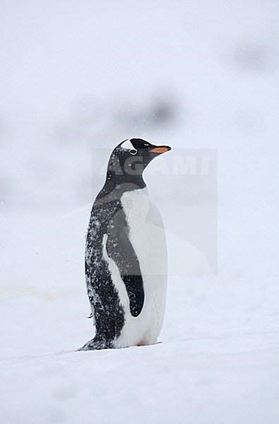 Gentoo Penguin standing; EzelspinguÃ¯n staand stock-image by Agami/Marc Guyt,