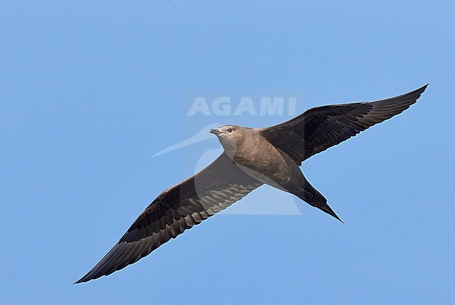 Arctic Skua (Stercorarius parasiticus) flying Utö Finland June 2020 stock-image by Agami/Markus Varesvuo,