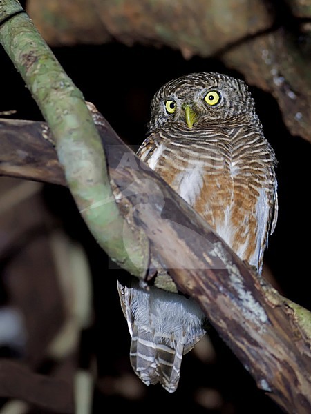 Koekoeksdwerguil, Asian Barred Owlet stock-image by Agami/Alex Vargas,
