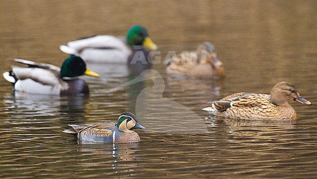 stock-image by Agami/Menno van Duijn,