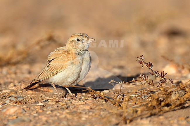 African Dunn’s Lark (Eremalauda dunni) stock-image by Agami/David Monticelli,