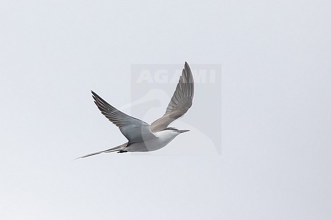 Bridled tern (Onychoprion anaethetus) in flight, with a grey sky as background stock-image by Agami/Sylvain Reyt,