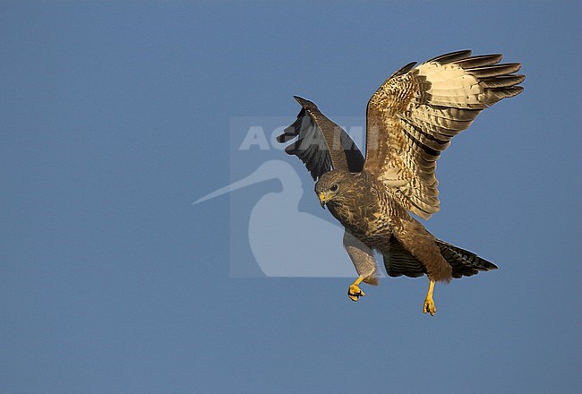 Buizerd in vlucht; Common Buzzard in flight stock-image by Agami/Danny Green,