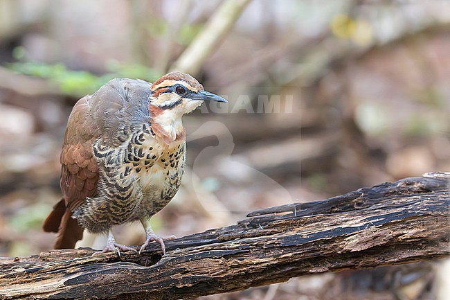 The white-breasted mesite (Mesitornis variegatus) is a ground-dwelling bird endemic to Madagascar. One of three species in the mesite family. It has a small population and is restricted to five sites in the north and west of the island, and one in the east. Here we see a unique close-up of a female bird. stock-image by Agami/Jacob Garvelink,