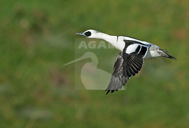 Smew (Mergellus albellus), adult in flight, seen from the side, showing upper wing. stock-image by Agami/Fred Visscher,