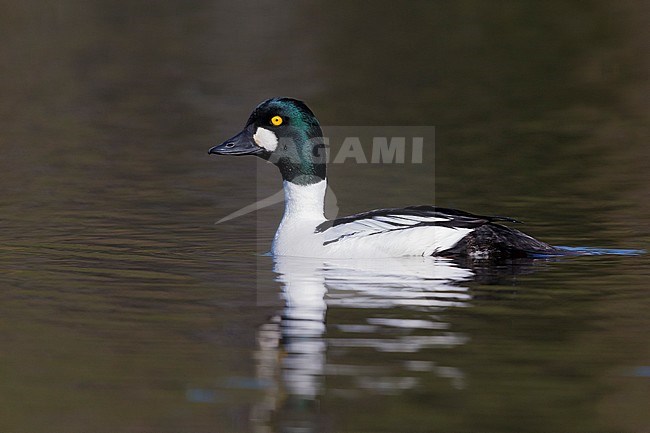 Common Goldeneye (Bucephala clangula), adult male swimming in the water stock-image by Agami/Saverio Gatto,