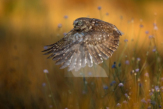 Little Owl (Athene noctua) in Italy. In flight. stock-image by Agami/Daniele Occhiato,