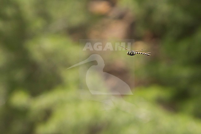 Vrouwtje Beekkeizerlibel in vlucht, Female Anax immaculifrons in flight stock-image by Agami/Wil Leurs,