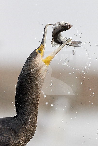 Cormorant (Phalacrocorax carbo) Hungary January 2014 stock-image by Agami/Markus Varesvuo,