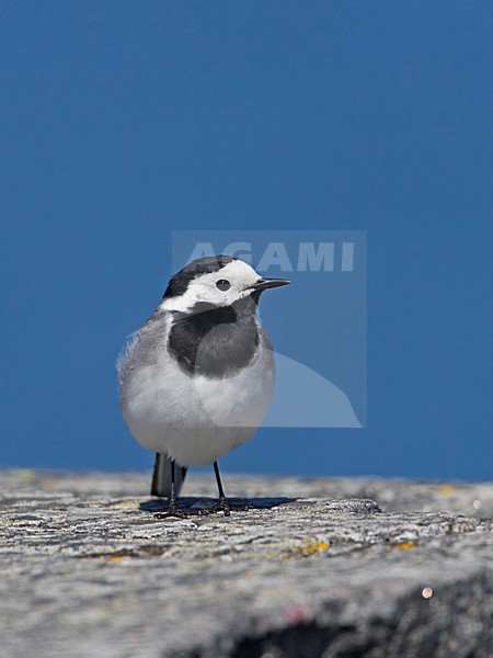 White Wagtail perched on rock, Witte kwikstaart staand op rots stock-image by Agami/Markus Varesvuo,